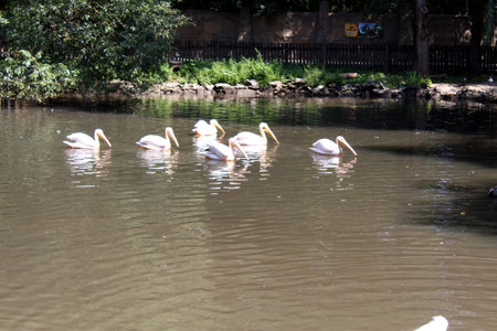 American white pelicans Pelecanus erythrorhynchos swimming in waterの写真素材