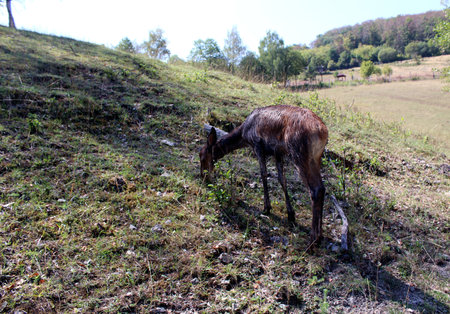 European Roe Deer in Forestの写真素材