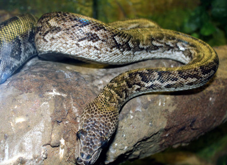 boa resting on tree trunk