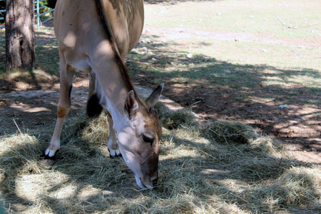 Common Eland Antelope Head Close Portraitの写真素材