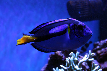 Bright Blue Regal Tang Swimming in Coral Reefの写真素材