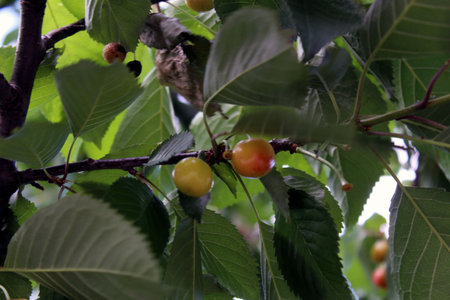 Ripening cherries on fruit tree branchの写真素材