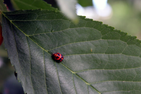 Colorful ladybug pupa Harmonia axyridis on cherry leafの写真素材