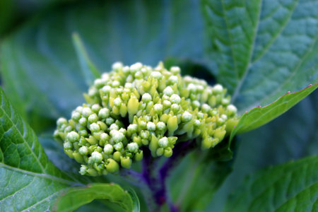Fresh green Hydrangea macrophylla flower head in early bloomの写真素材