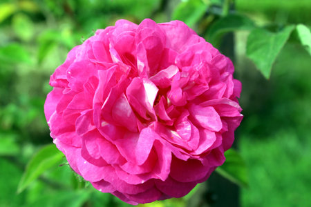 Bright pink Damask rose blooming in summer gardenの写真素材