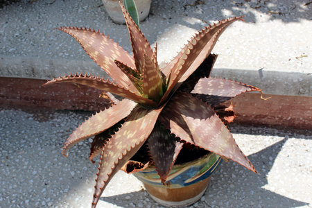Spotted aloe plant with red-brown succulent leaves in a potの写真素材