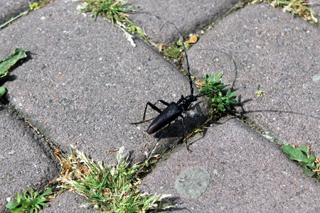 Large black longhorn beetle Cerambyx cerdo walking on pavementの写真素材