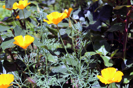Bright orange California poppy flowers in full bloomの写真素材