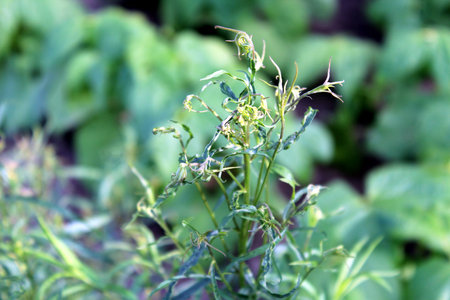Fresh green tarragon leaves in gardenの写真素材