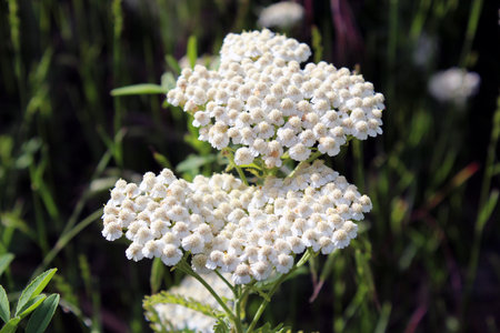 White Achillea millefolium flowers blooming in summer meadowの写真素材