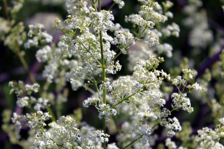 White wildflowers of Galium album in natural meadow settingの写真素材