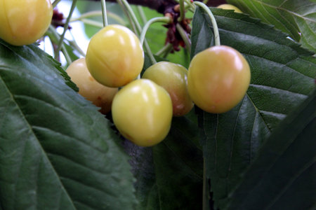 Unripe yellow cherries hanging on treeの写真素材