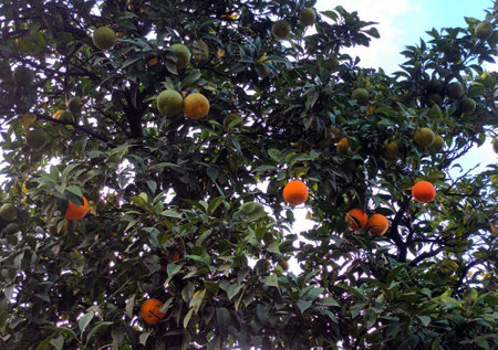 Orange Citrus Fruits Ripening on Natsudaidai Tree in Natural Lightの写真素材
