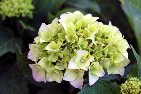 Fresh green Hydrangea macrophylla flower head in early bloomの写真素材
