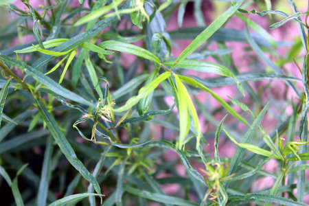 Close-up of Baccharis neglecta foliage in natural lightの写真素材