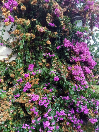 Purple bougainvillea flowers on vibrant green foliageの写真素材
