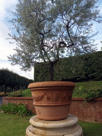 Frantoio olive tree in decorative terracotta pot in formal gardenの写真素材