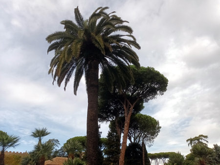 Tall Canary Island date palm tree against cloudy skyの写真素材