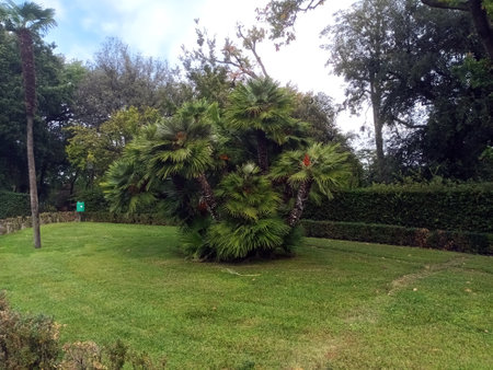 Dwarf fan palm cluster on green lawnの写真素材