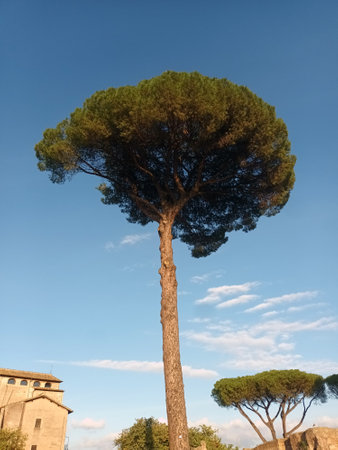 Tall umbrella pine tree against clear blue skyの写真素材