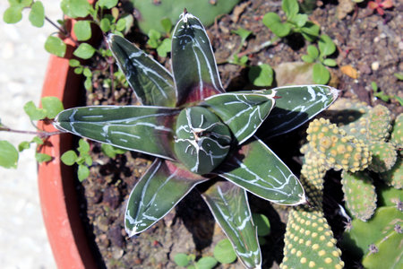 Top view of Queen Victoria agave with white-trimmed leavesの写真素材