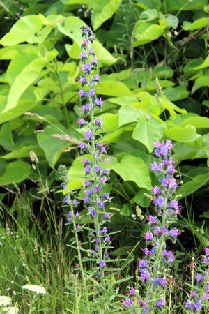 Vibrant Echium vulgare flowers in wild fieldの写真素材