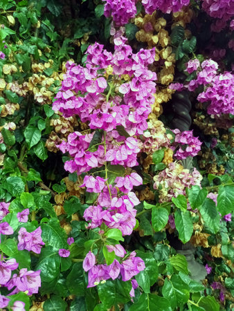 Vibrant Bougainvillea spectabilis blooming in Mediterranean gardenの写真素材
