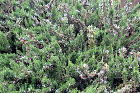 Flowering rosemary bush with aromatic green leavesの写真素材