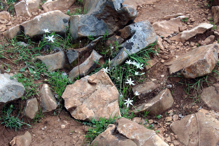Ornithogalum umbellatum or Star of Bethlehem wildflowers near rockの写真素材