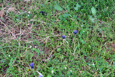 Small blue grape hyacinths blooming in grassの写真素材