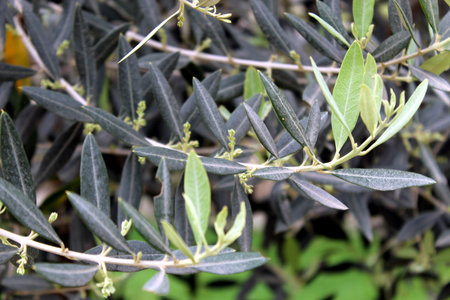 Olive tree with dense silvery green leavesの写真素材