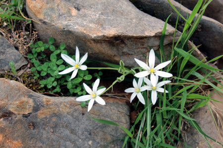 Ornithogalum umbellatum or Star of Bethlehem wildflowers near rockの写真素材