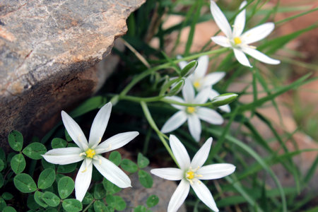 Ornithogalum umbellatum or Star of Bethlehem wildflowers near rockの写真素材