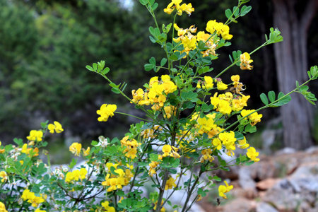 Hippocrepis emerus or Scorpion senna shrub with yellow flowersの写真素材