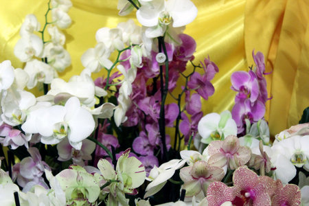 Colorful Phalaenopsis orchids in vibrant floral arrangementの写真素材