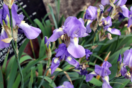 Close-up of purple Iris pallida flower in gardenの写真素材