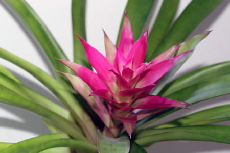 Tropical Guzmania plant with bright pink flowerの写真素材
