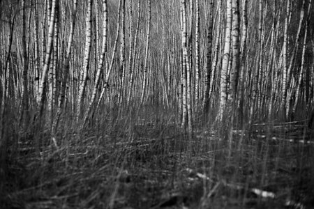 Black and white birch forest