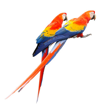 Pair of Ara Macau, isolated