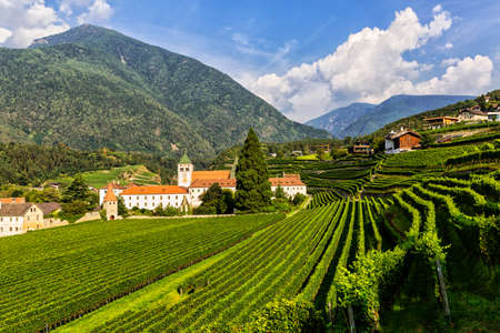 Vineyard of Abbey of Novacela, Italyの写真素材