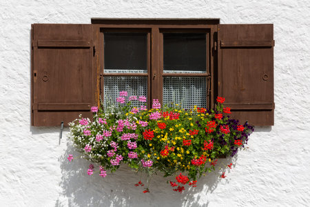 Beautiful flowers in the window