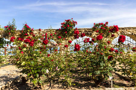 Beautiful garden in Balchik, Bulgariaの写真素材