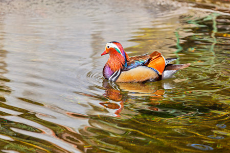 The amazing mandarin duck in Taormina, Sicilyの写真素材