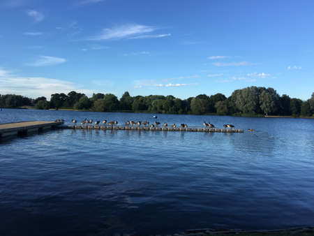Ducks on the pierの写真素材