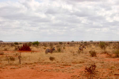 wild zebrasの写真素材