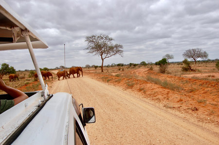 Elephants on the road