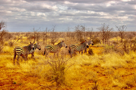 wild zebras