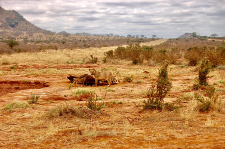 Lions on the safariの写真素材