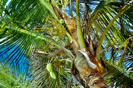 coconutsの写真素材