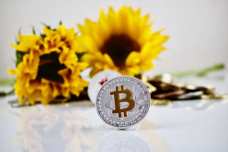 Physical cryptocurrency bitcoin silver coin and sunflowersの写真素材